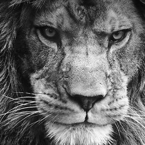 Meet your Posher, Austin